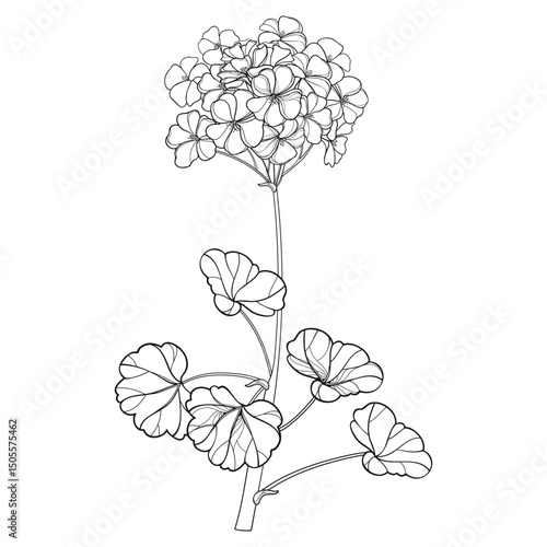 Branch with outline Geranium or Cranesbills flower bunch and leaf in black isolated on white background. 