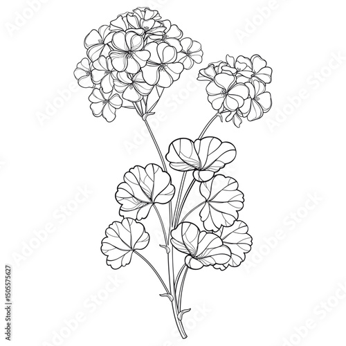 Bunch with outline Geranium or Cranesbills flower bunch and leaf in black isolated on white background. 
