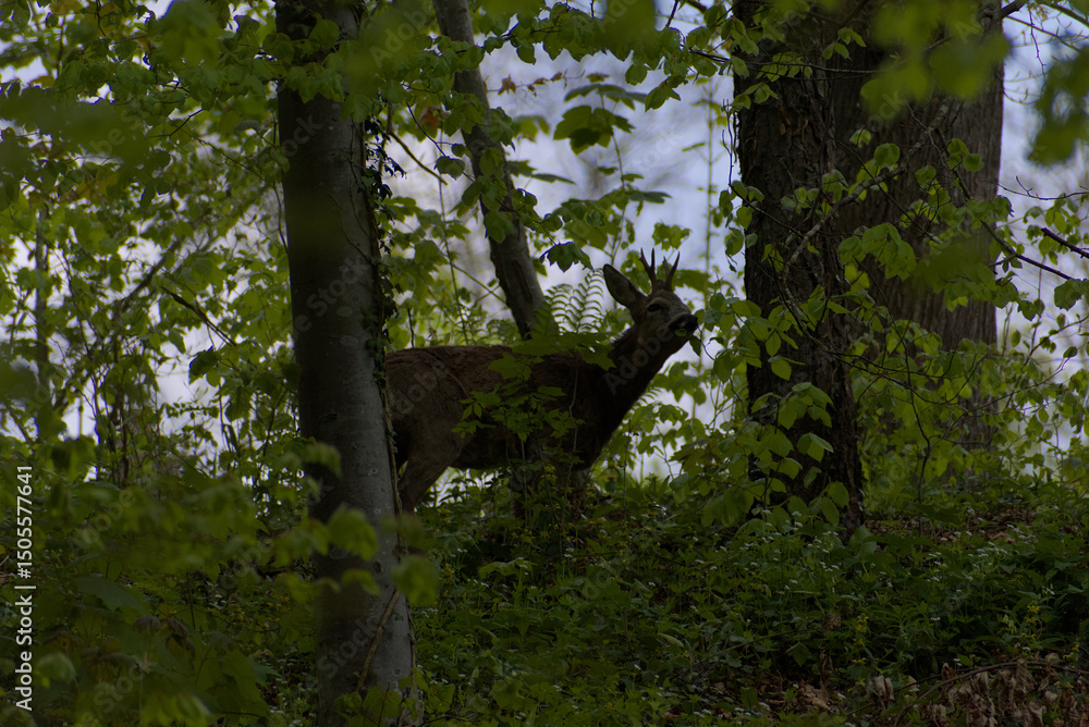Fototapeta premium A secretive deer emerges from the dappled greens of a dense forest, offering a rare glimpse of wild tranquility. Perfect for themes of nature's hidden beauty.