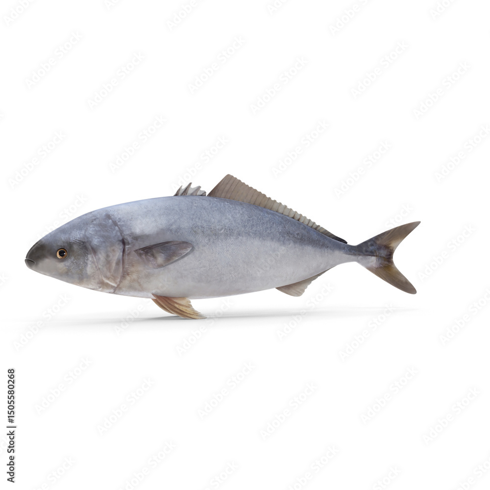 Fototapeta premium Blue fish isolated on transparent background, realistic marine seafood illustration