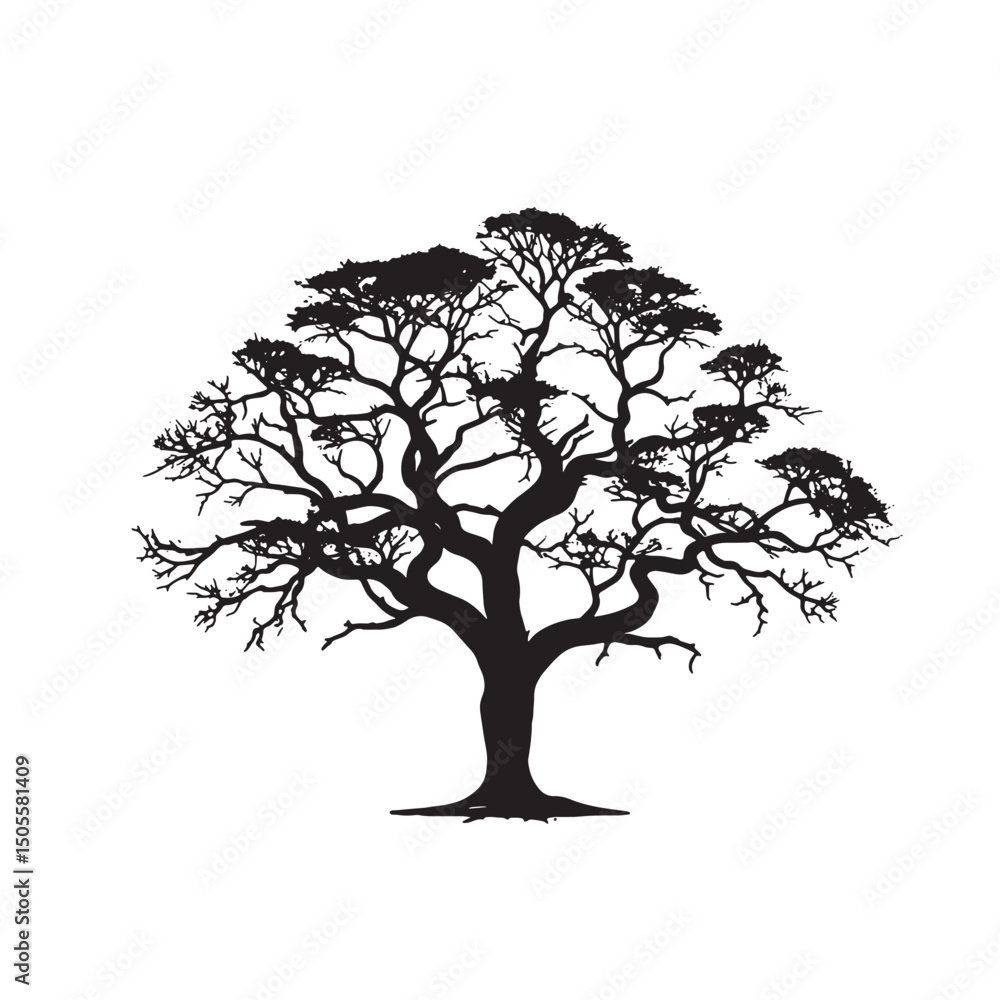 Obraz premium Cotton Tree Drawing in Silhouette