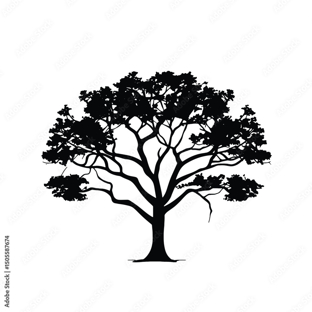 Fototapeta premium Forest Cotton Tree Silhouette