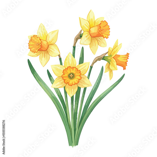 Wallpaper Mural Daffodil plant Isolated on Transparent Background – Watercolour Illustration Torontodigital.ca