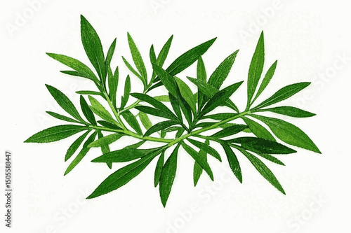 Botanical Tarragon Wash herb tarragon isolated watercolor vector illustration svg