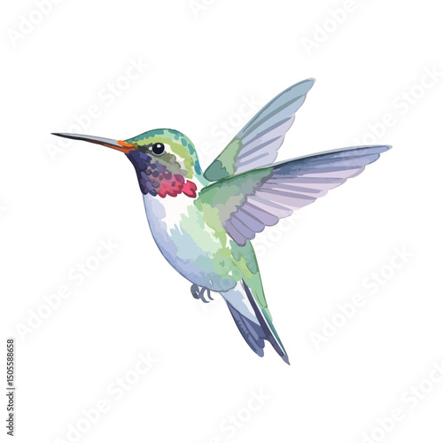 Hummingbird Isolated on Transparent Background – Watercolour Illustration