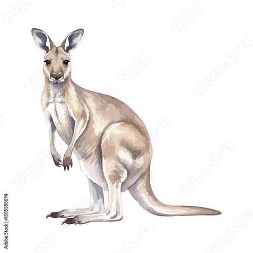 Kangaroo Isolated on Transparent Background – Watercolour Illustration