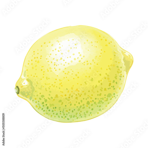 Italian lemon, Isolated on Transparent Background – Watercolour Illustration