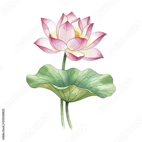 Lotus with Lotus leaves, Isolated on Transparent Background – Watercolour Illustration