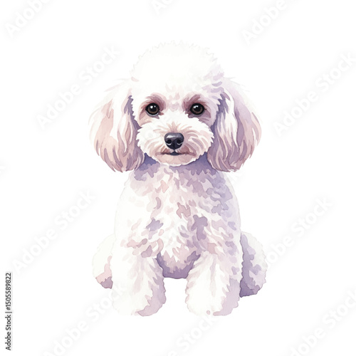 White Poodle dog Isolated on Transparent Background – Watercolour Illustration