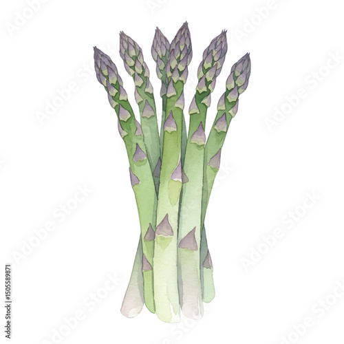 Fresh Asparagus Isolated on Transparent Background – Watercolour Illustration
