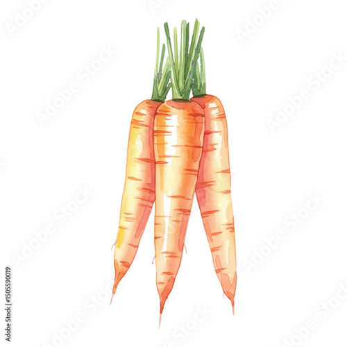 Fresh carrots Isolated on Transparent Background – Watercolour Illustration
