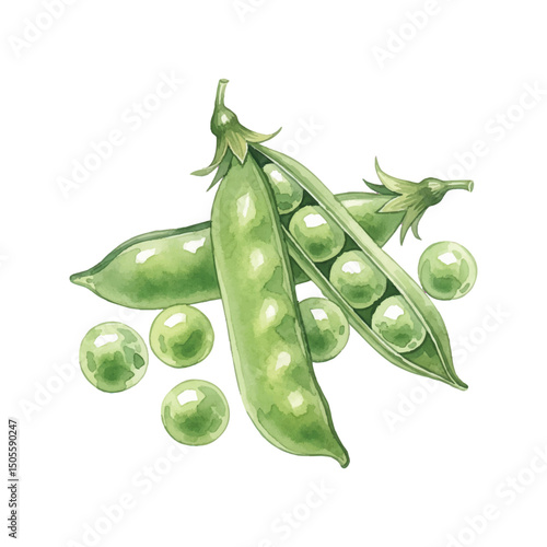 Fresh green peas Isolated on Transparent Background – Watercolour Illustration