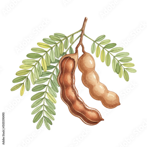 Fresh Tamarind Isolated on Transparent Background – Watercolour Illustration