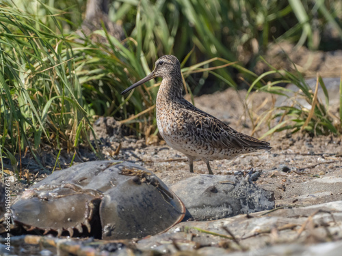 Fotografi An adult Short-billed Dowitcher at the water's edge next to Horseshoe Crabs, and