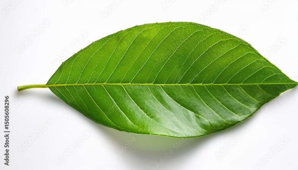 Obraz premium vibrant green leaf isolated on white background showcasing freshness and natural texture