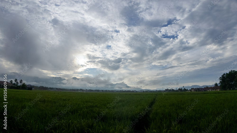 Scenic Rice Field Landscape with Overcast Sky Scenic Rice Field Landscape with Overcast Sky