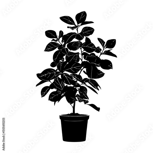 Potted plant Ficus benjamina 01 silhouette, flat graphic style, white background, concept of minimalism