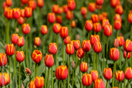 tulip, flower, red, yellow, green, stem, petal, center, focus, blur, background, plant, garden, outdoor, nature, spring, sunlight, day, field, bokeh, closeup, head, leaf, bright, vibrant, colorful, be