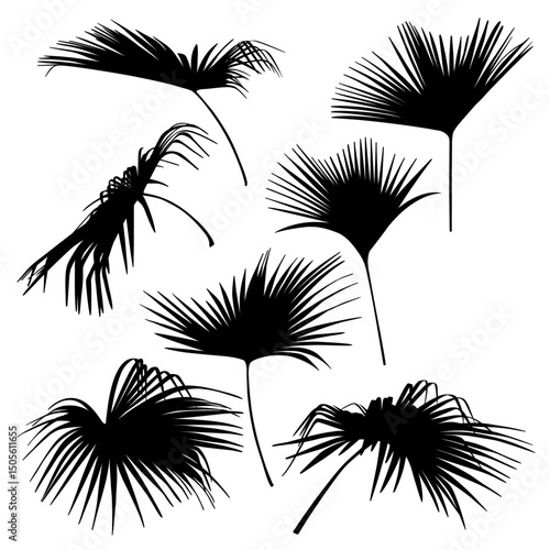 The black branches of the palm tree isolated on a white background. Desert and tropical houseplants. 
