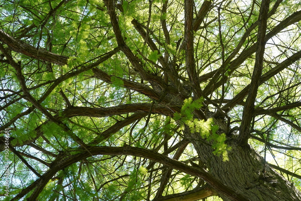 Fototapeta premium Teilaufnahme einer Echten Sumpfzypresse (Taxodium distichum) im Frühling