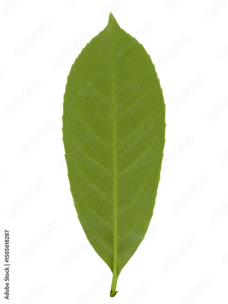 common laurel leaf bottom side isolated over white common laurel leaf bottom side isolated over white