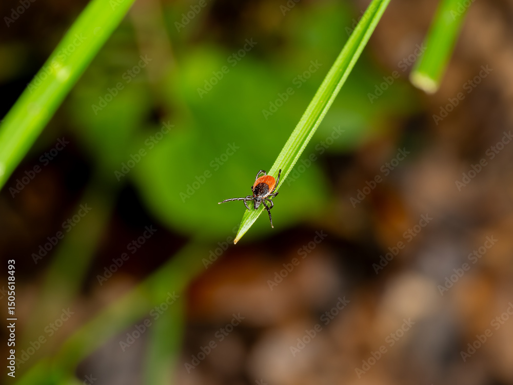 Macro Shot of an Adult Sheep Tick (Ixodes ricinus) on Green Grass Blade Macro Shot of an Adult Sheep Tick (Ixodes ricinus) on Green Grass Blade