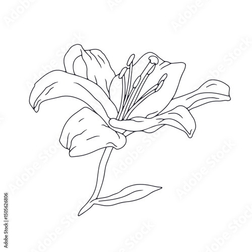 Hand drawn black line art lily bloom with stem. Monochrome birth month May flower. Botanical vector illustration isolated on white.
