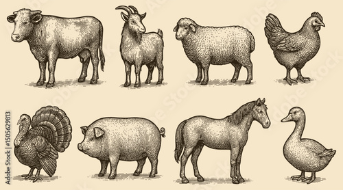 Detailed engraving depicting common farm animals in a vintage or antique style drawing