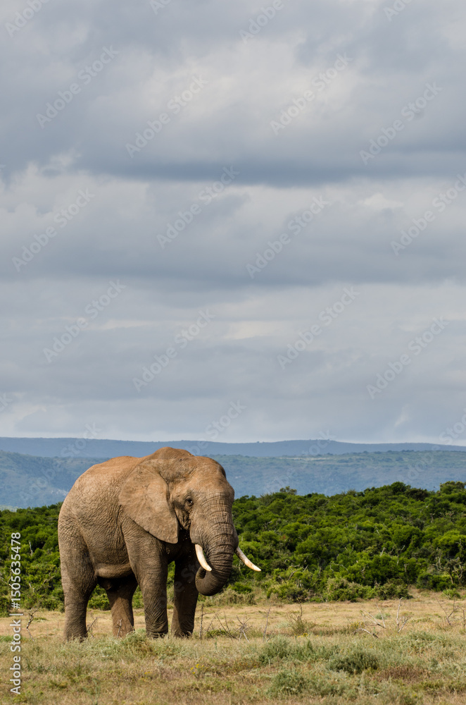 Obraz premium Addo Elephant below tall cloudy sky