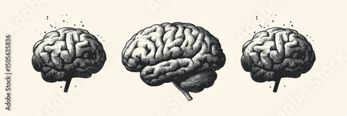 Detailed vintage human brain illustration set with stippling texture and halftone grain effect showing different cerebral views on neutral background in retro art style