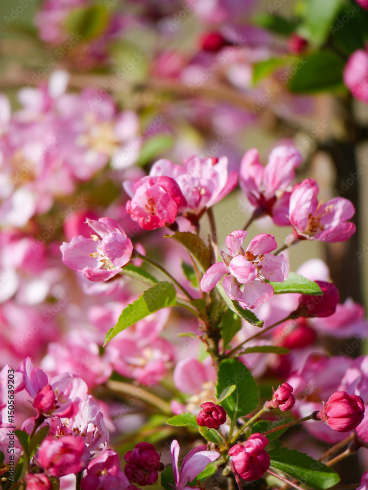 Beautiful white and pink blooms in springtime. Fruit tree flowers. Florals with blue sky in the background. Tree branches filled with small pretty flowers. Beautiful white and pink blooms in springtime. Fruit tree flowers. Florals with blue sky in the background. Tree branches filled with small pretty flowers.