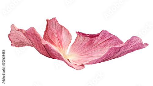 Beautiful Pink Hibiscus Flower Isolated on Transparent Background