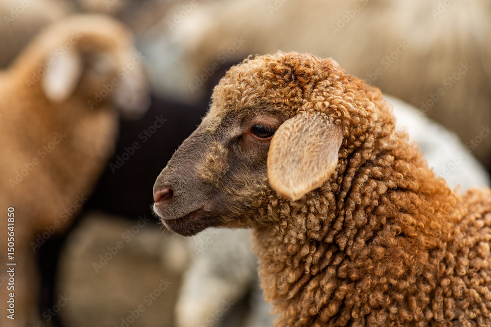 Close-up Profile of a Sheep. A young lamb in a field, focused on the foreground. A flock of sheep grazing in a green pasture. Close-up Profile of a Sheep. A young lamb in a field, focused on the foreground. A flock of sheep grazing in a green pasture.