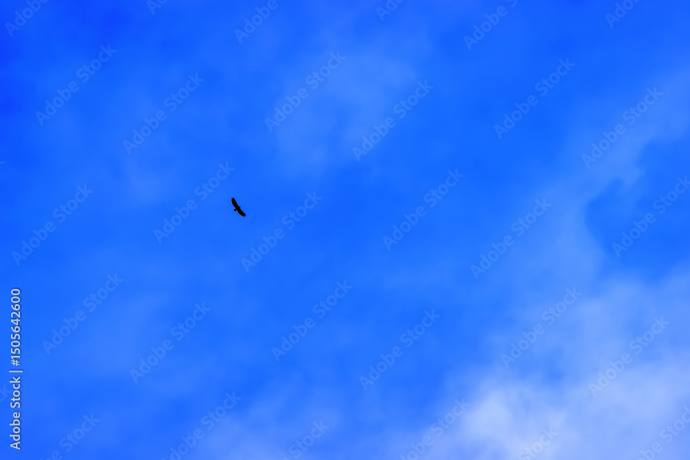 The white-tailed eagle soars in the spring sky. Spring of the blue sky, blueness The white-tailed eagle soars in the spring sky. Spring of the blue sky, blueness