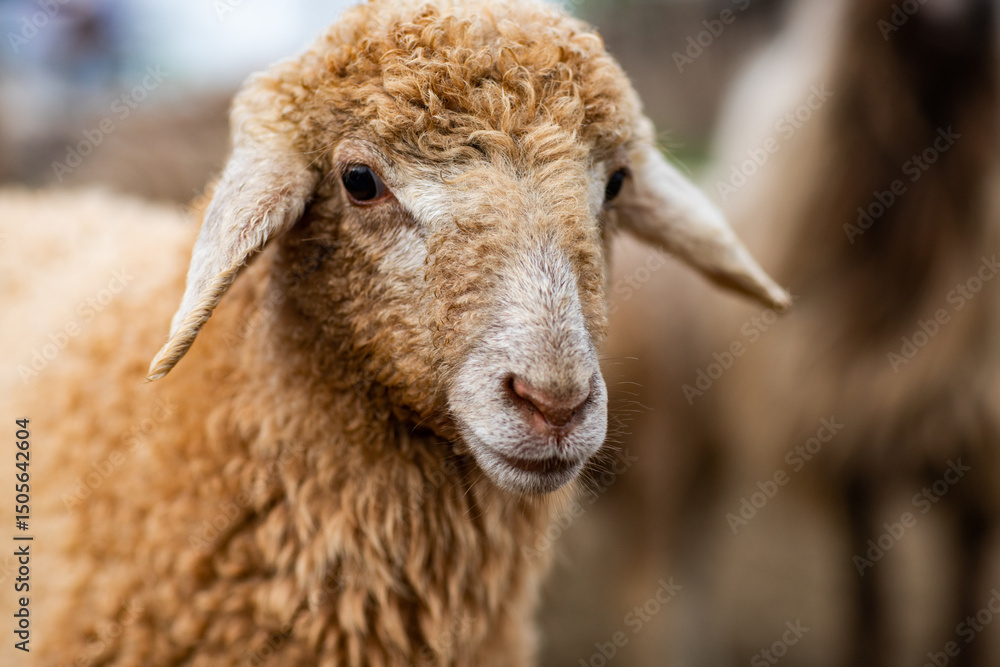 Obraz premium Close-up Profile of a Sheep. A young lamb in a field, focused on the foreground. A flock of sheep grazing in a green pasture.