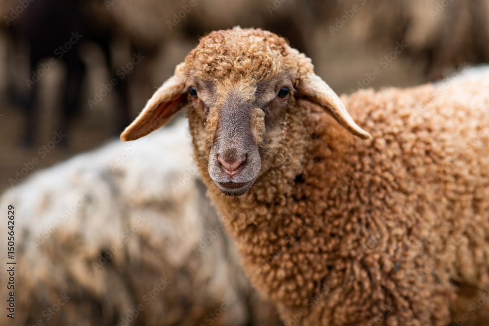 Close-up Profile of a Sheep. A young lamb in a field, focused on the foreground. A flock of sheep grazing in a green pasture. Close-up Profile of a Sheep. A young lamb in a field, focused on the foreground. A flock of sheep grazing in a green pasture.
