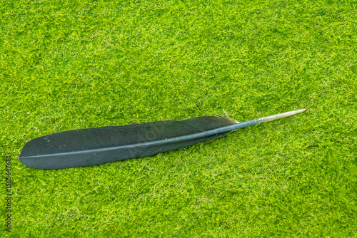 Black feather on a background of green algae (algal mats). Cormorant tail feather (quill feathers), filamentous algae mainly. Water fowl and water vegetation, phreatophyte