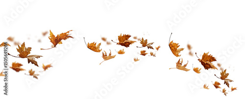leaf leaves isolated autumn winter season background falling fall platanus tree wid air w