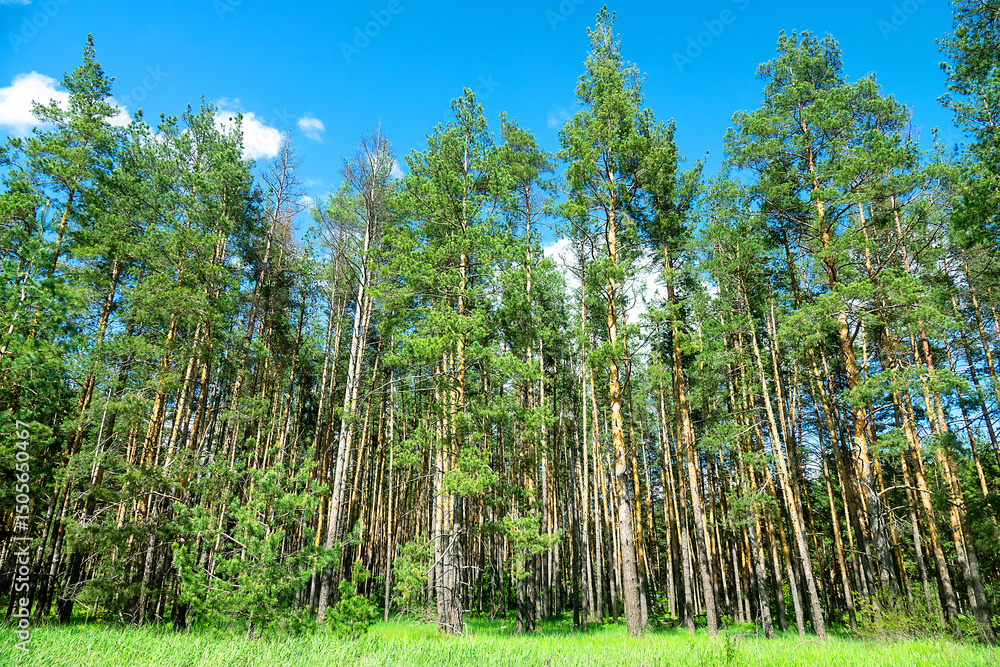 Fototapeta premium An old artificial pine forest. Forest edge and forest meadow