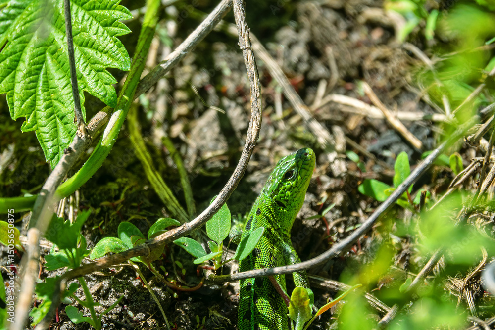 Emerald lizard (Lacerta viridis), male. The lizard hid in the vegetation. The middle course of the Don River, Russia. Vegetation-covered dunes - the border of the floodplain forest Emerald lizard (Lacerta viridis), male. The lizard hid in the vegetation. The middle course of the Don River, Russia. Vegetation-covered dunes - the border of the floodplain forest