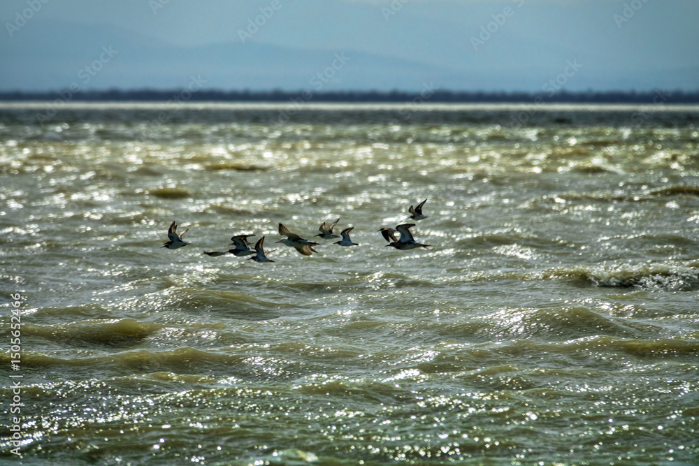 Fototapeta premium Spring migrations of ruff (Philomachus pugnax) over a shallow lake. Flocks fly over muddy water on a windy day. Mixed disordered formation of pack of males and females