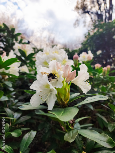 Bumblebee inside white rhododendron flower with soft pink details, surrounded by green leaves and cloudy sky, close-up nature shot with gentle lighting and shallow depth of field