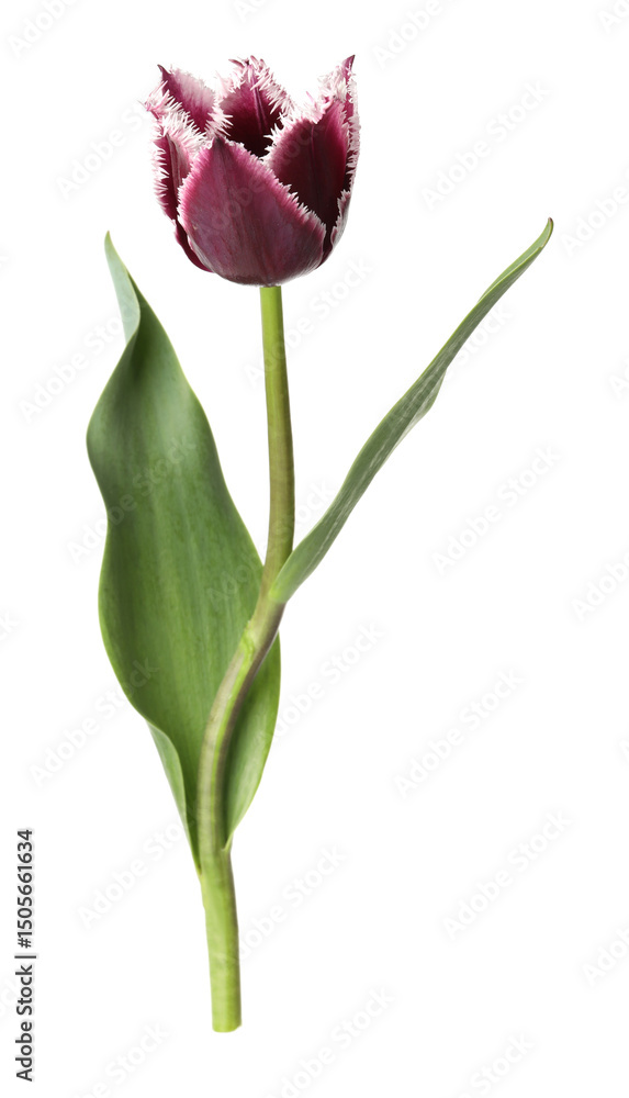 One beautiful color tulip isolated on white One beautiful color tulip isolated on white