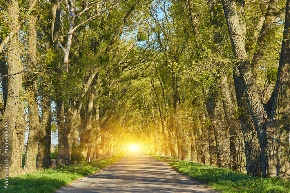 Obraz premium Country Road Through Tree Tunnel