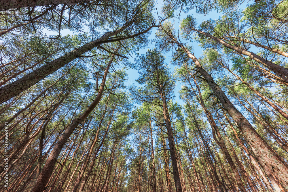 Fototapeta premium Pine tree trunks and branches.