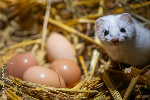 short tailed weasel peeking around chicken eggs