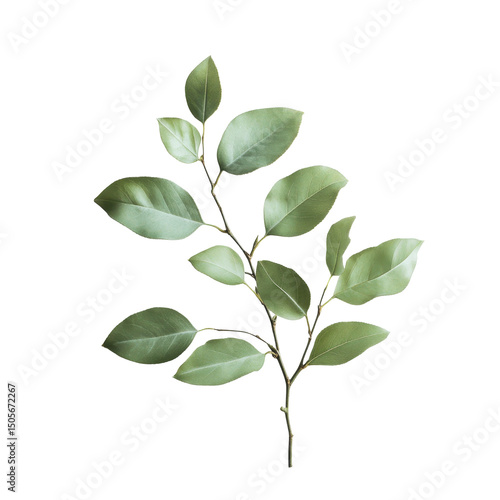 Green leaf branch, Fresh green leaves branch macro, isolated on transparent background