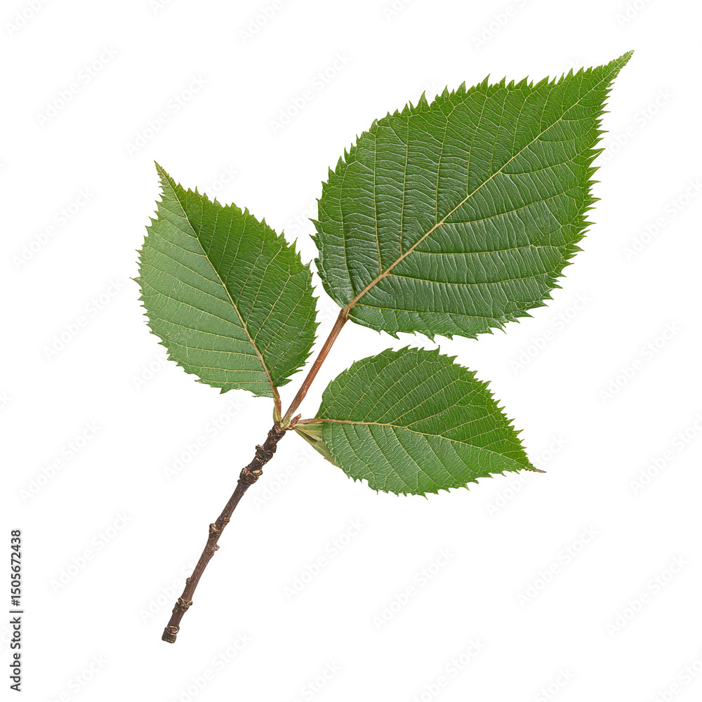 Fototapeta premium Green leaf branch, Fresh green leaves branch macro, isolated on transparent background