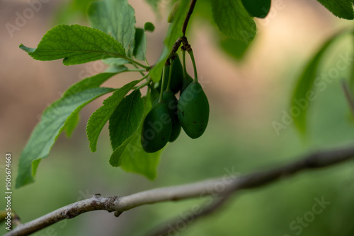 Wallpaper Mural Close-Up of Fresh Young Plum Fruits Growing on Branch Torontodigital.ca