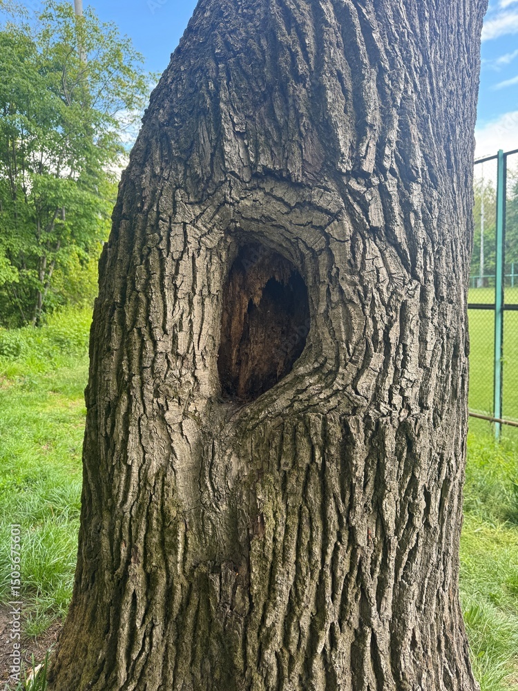 Obraz premium tree hollow. Close-up of an old tree trunk with a hollow
